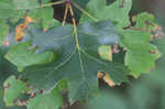 Mapleleaf oak